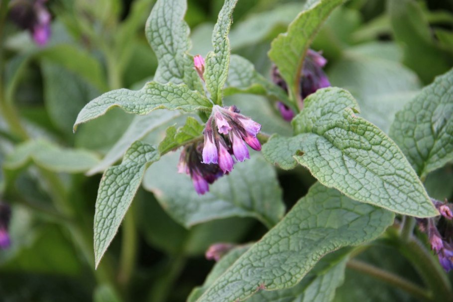 Окопник (Symphytum)