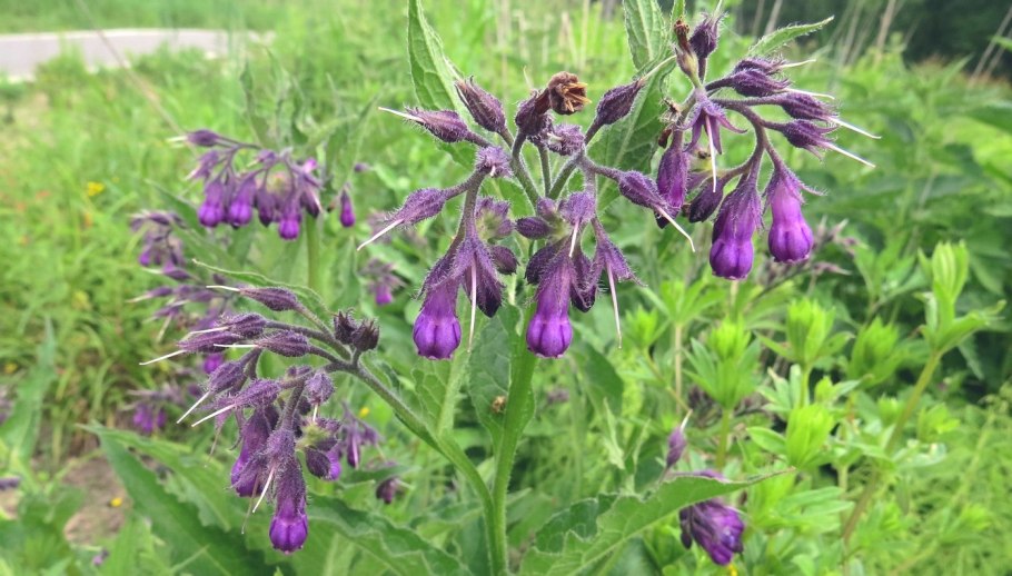 Окопник окопник лекарственный