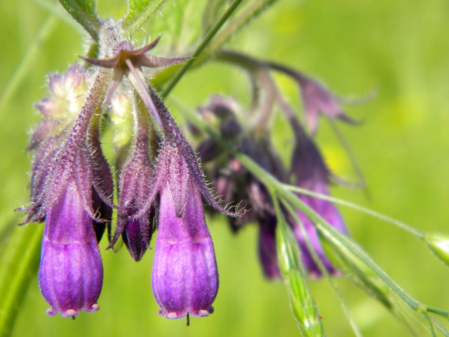 Живокост окопник