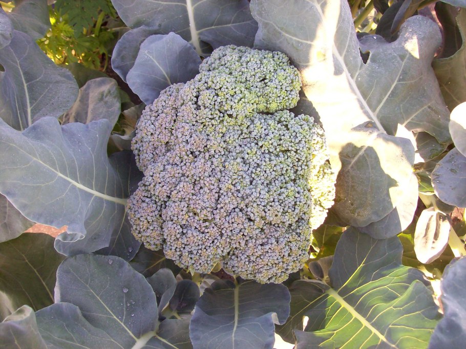 Капуста брокколи выращивают