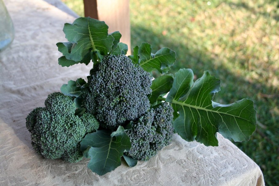 Капуста брокколи маратон f1