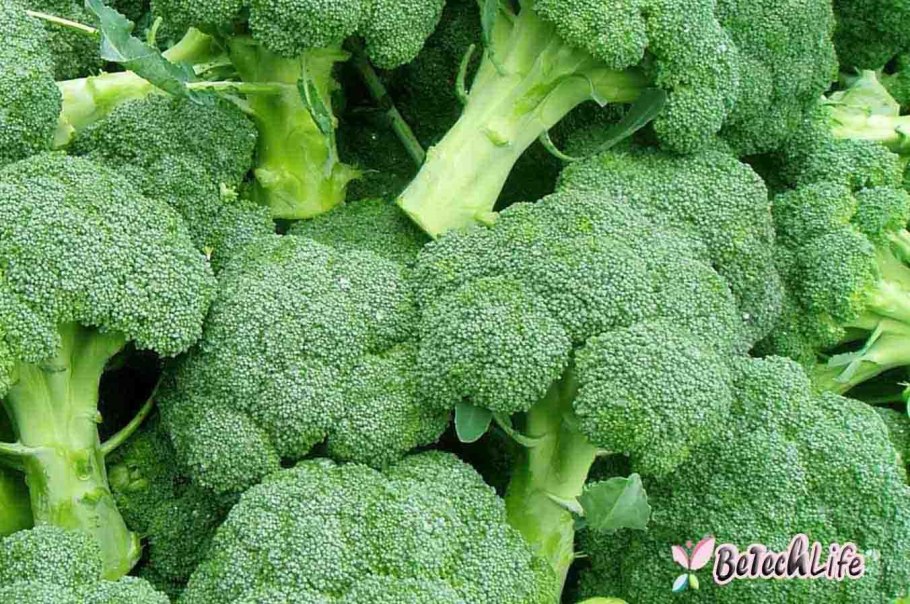 Спаржевая капуста брокколи