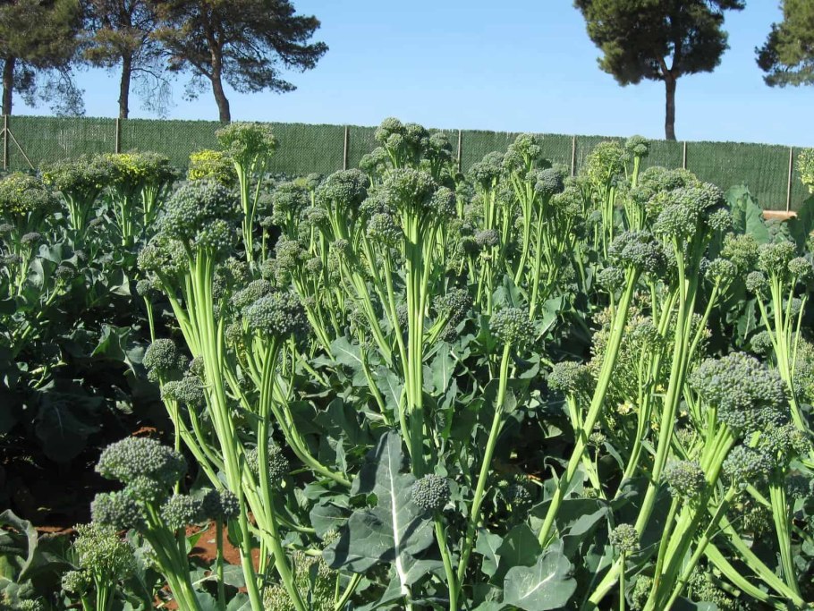 Келп капуста