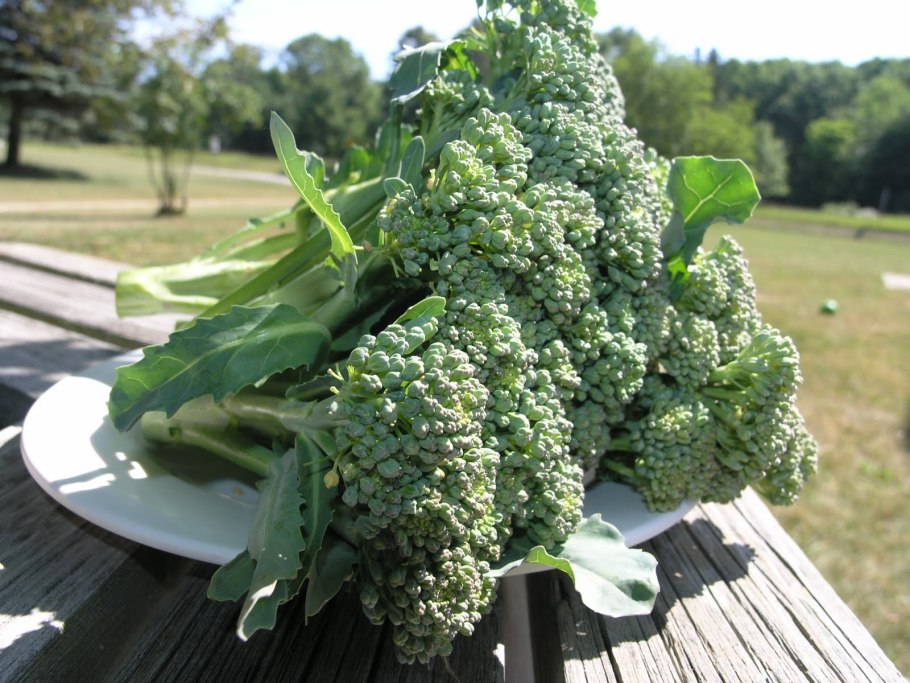 Брокколи куст