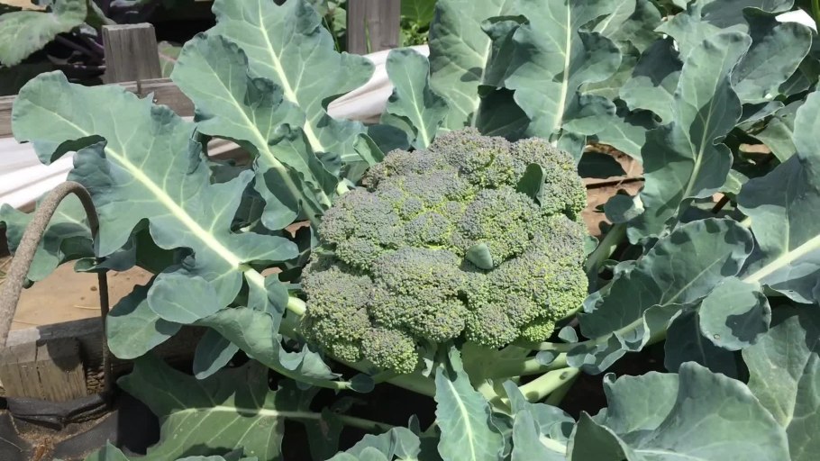 Капуста брокколи куст