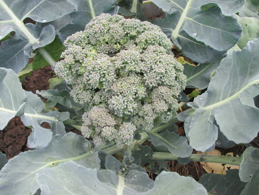 Рассада капусты брокколи