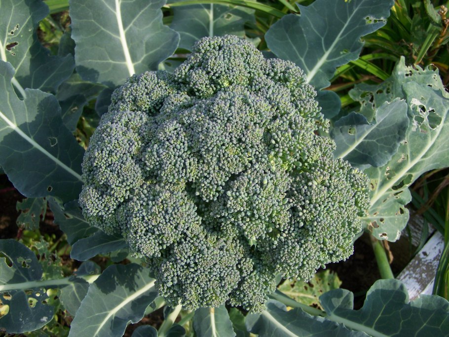 Капуста цветная спаржевая