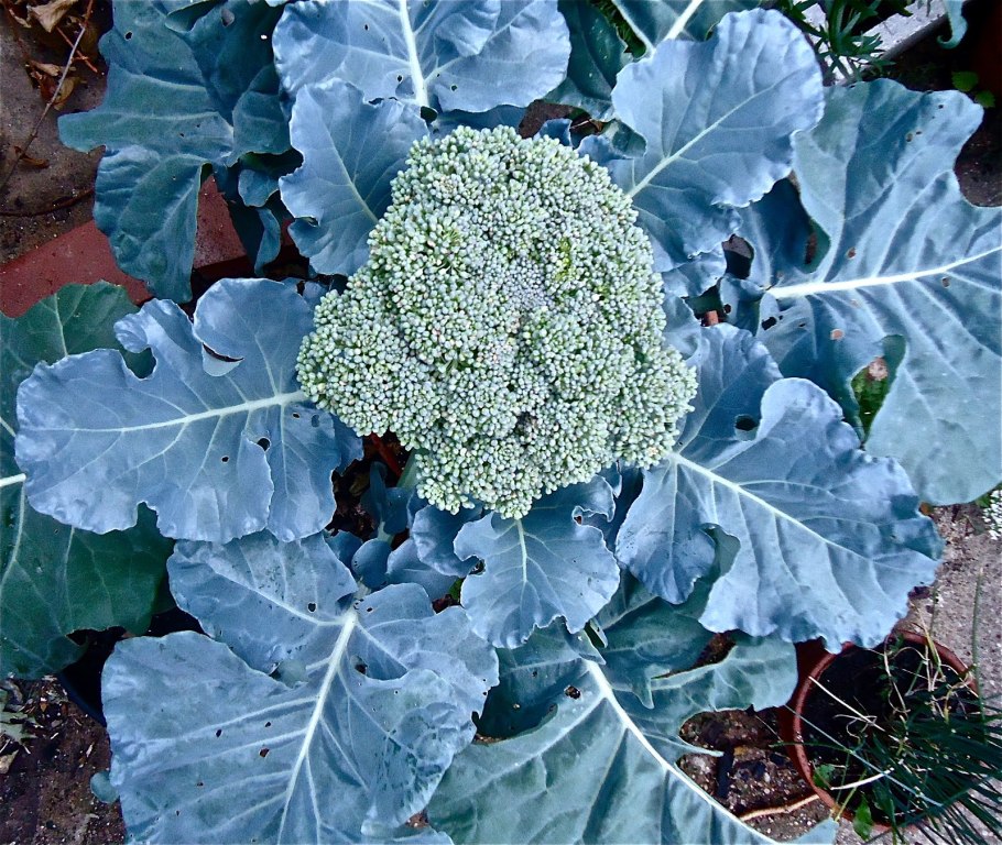 Капуста брокколи куст