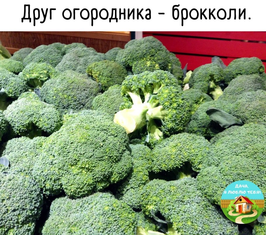Капуста брокколи перезрела