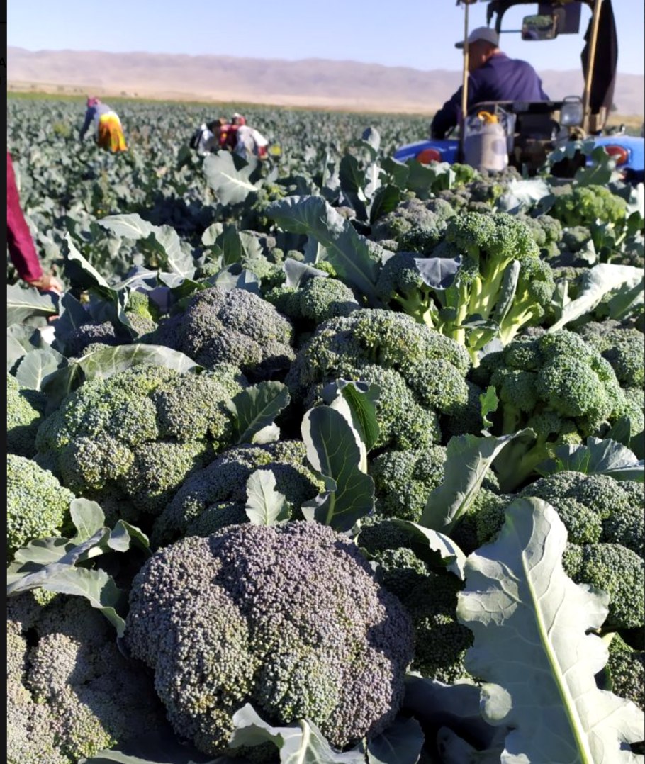 Семена брокколи Фиеста