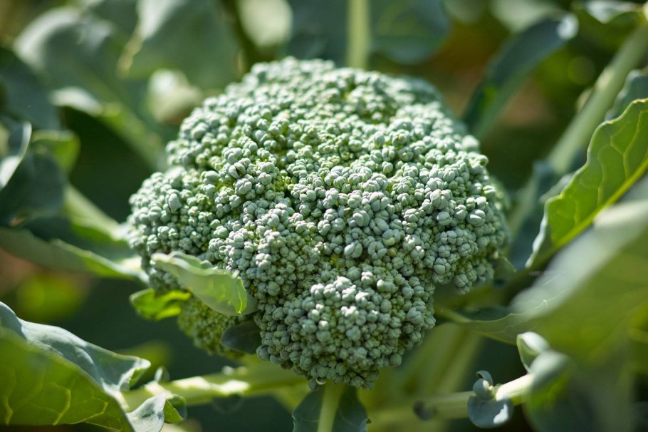 Брокколи на грядке