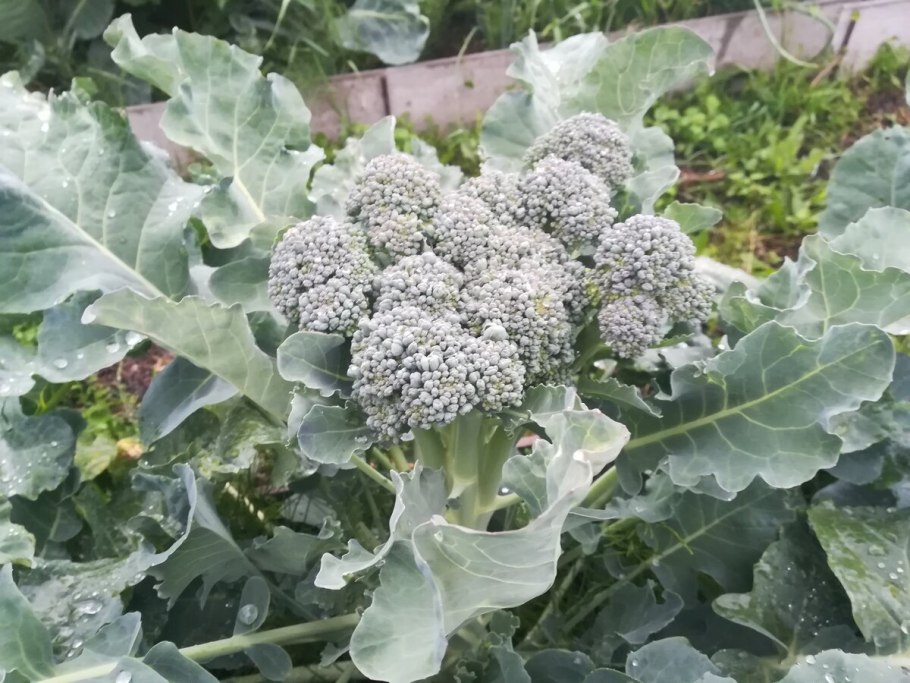 Романеско на грядке
