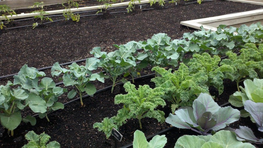 Брокколи пасынки