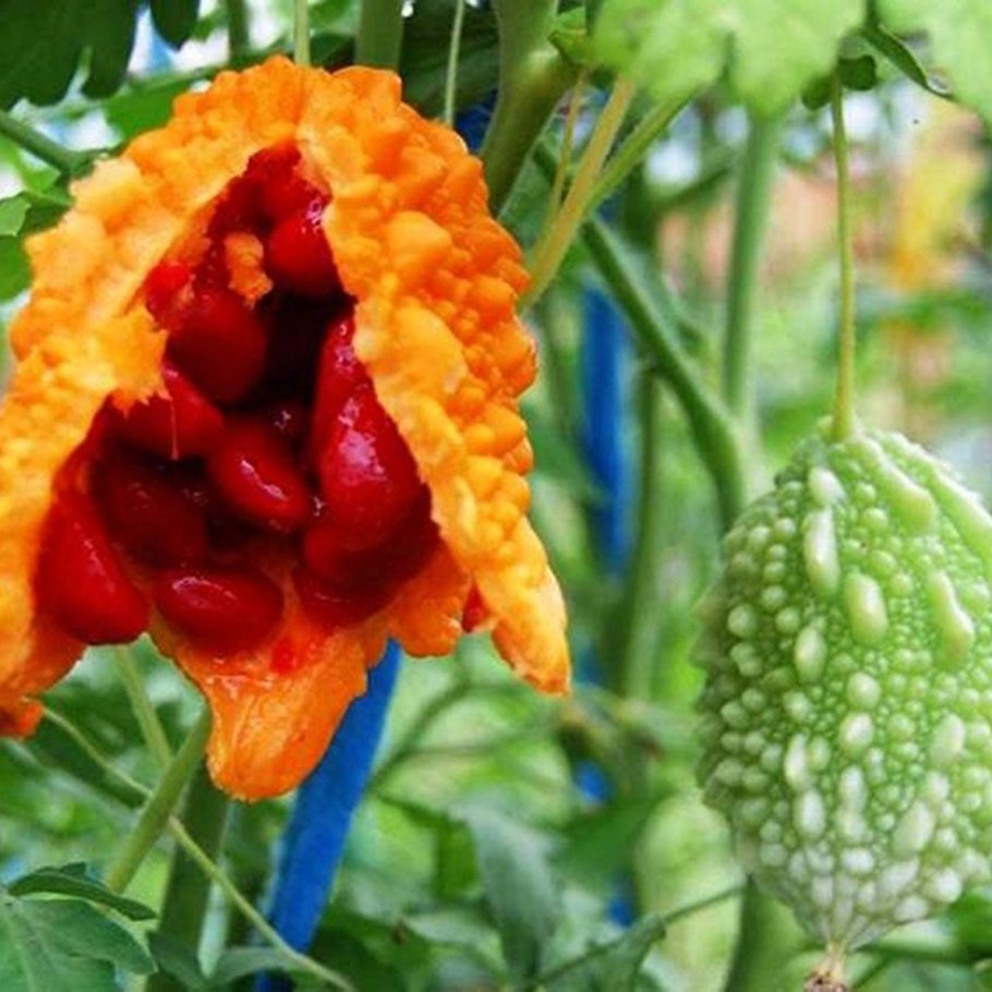 Момордика Найя