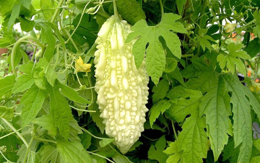 Момордика белая