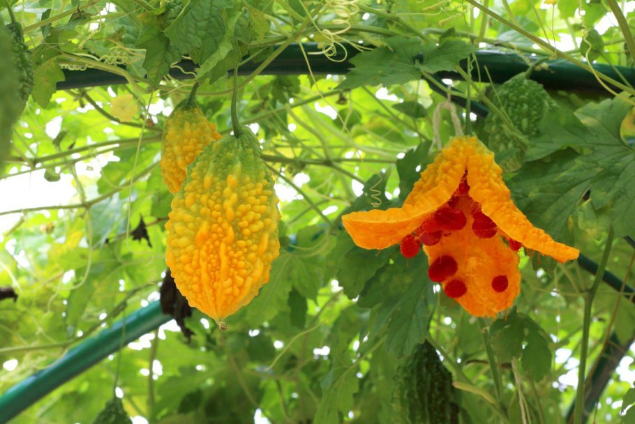 Момордика Найя Лиана