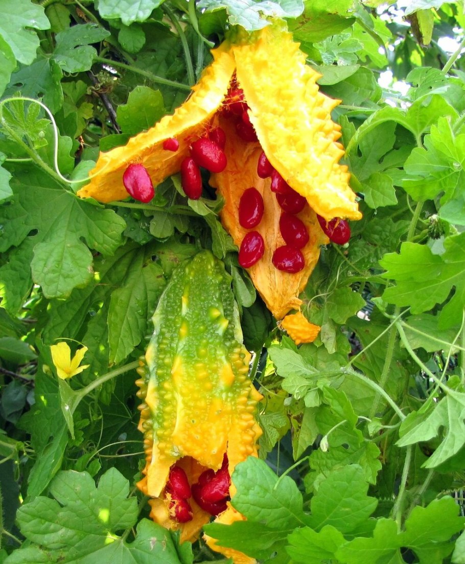 Момордика кохинхинская