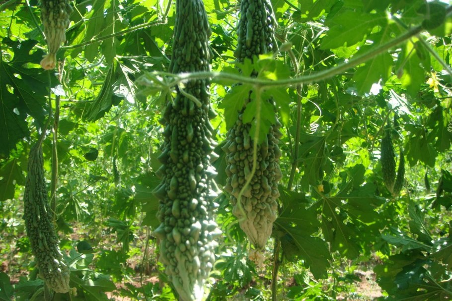 Индийский огурец момордика