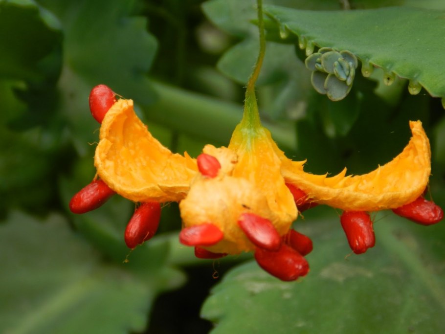 Момордика желтый дракон