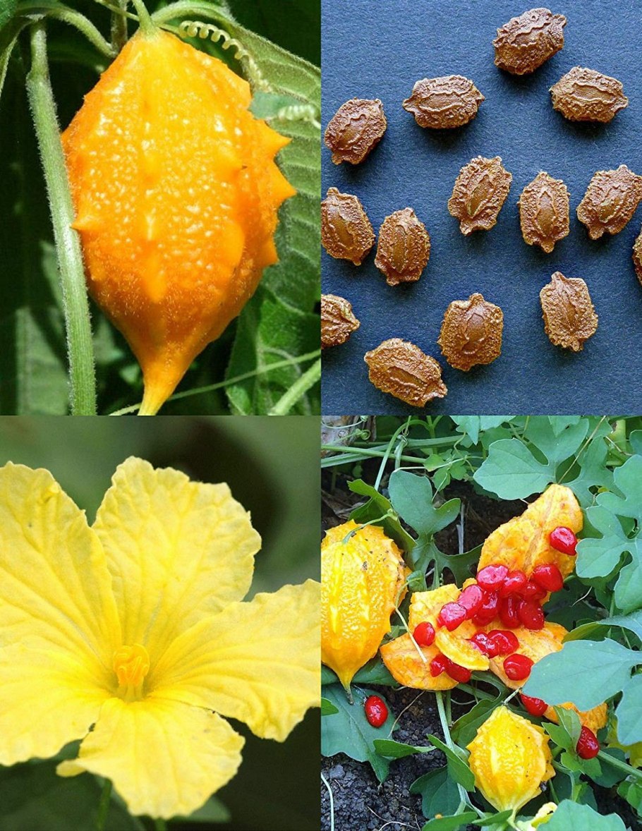 Горькая тыква момордика