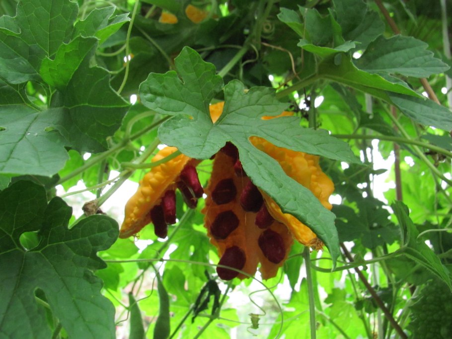 Момордика бешеный огурец