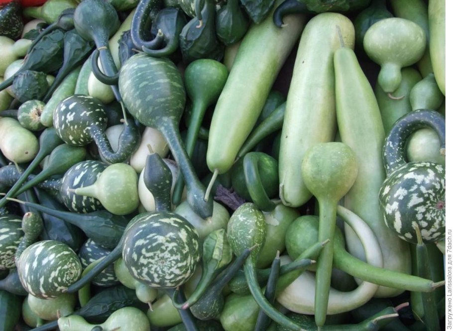 Лагенария семена