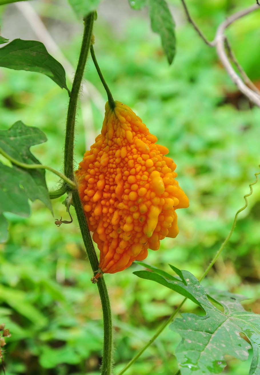 Момордика харанция плод