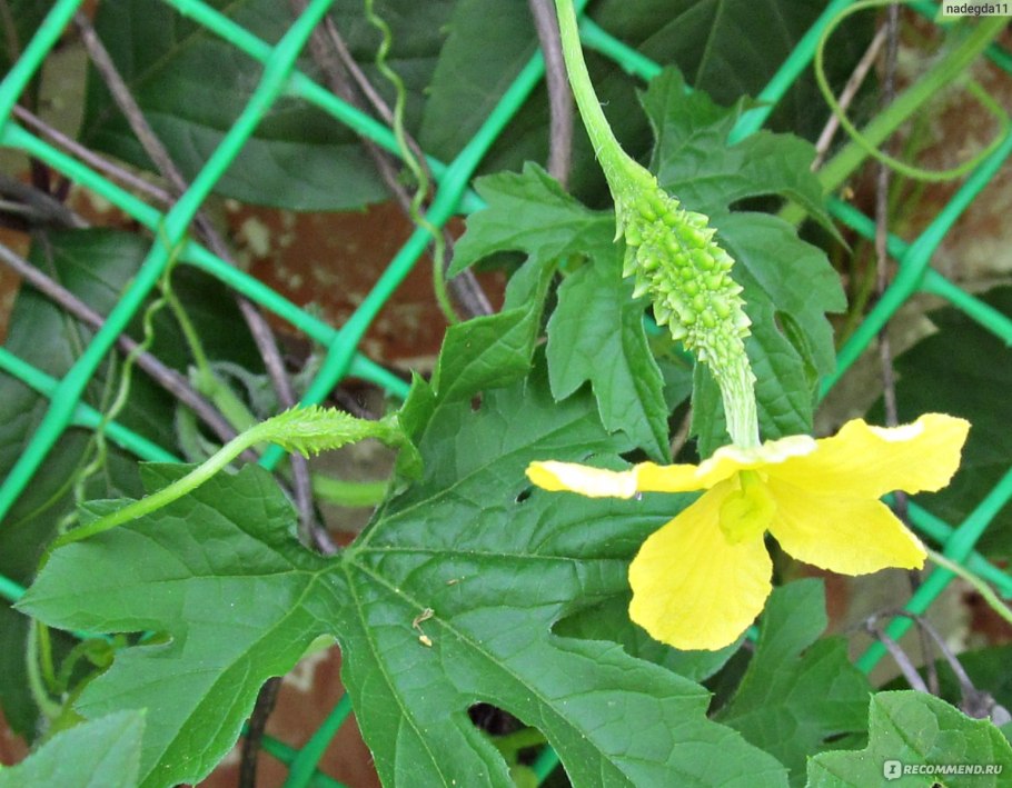 Момордика огурец Лиана