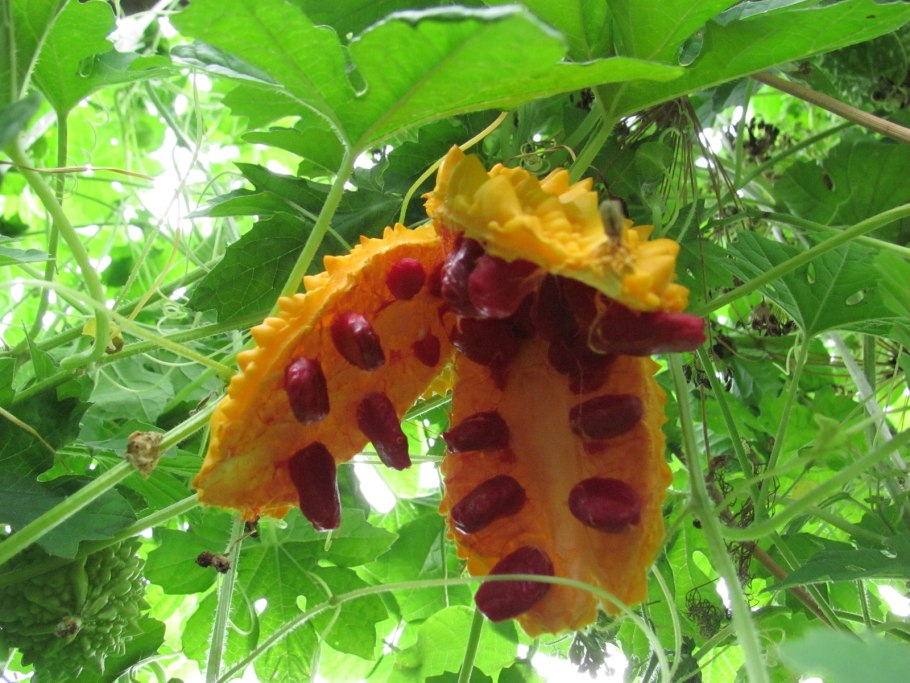 Момордика желтый дракон