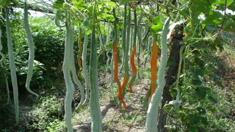 Трихозант плоды