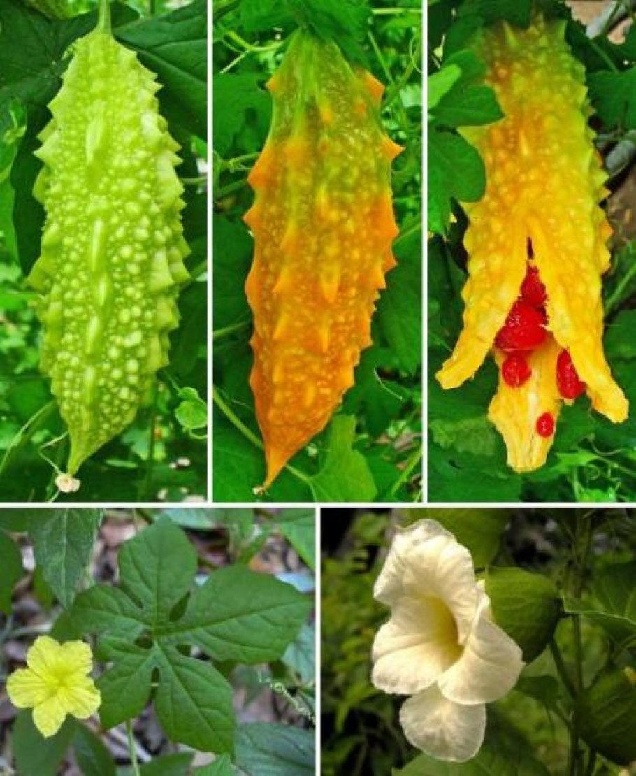 Момордика цветет