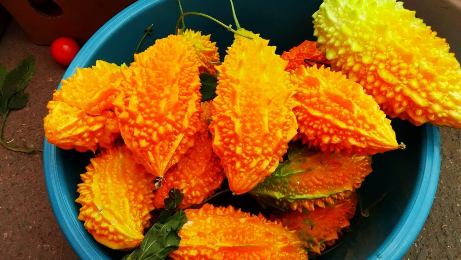 Момордика желтый дракон