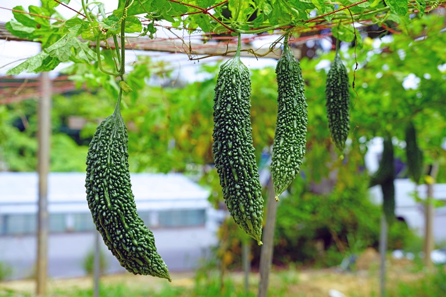 Индийский огурец момордика