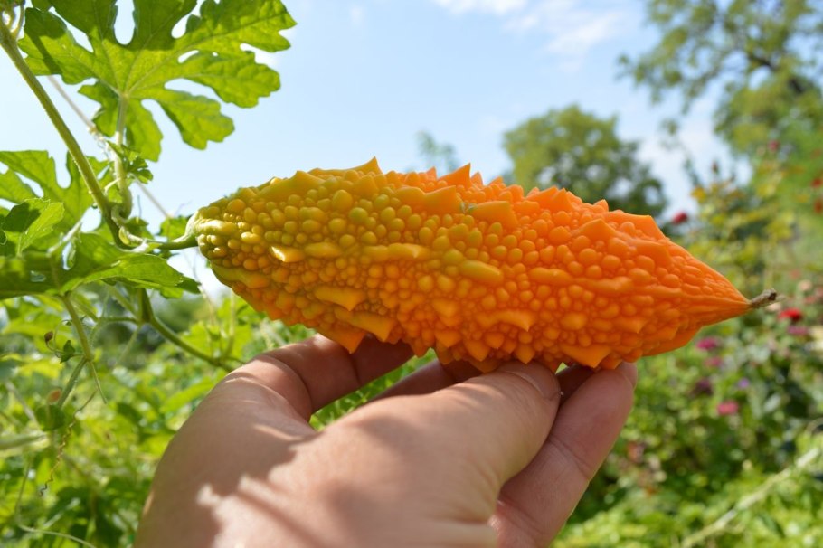 Индийский гранат момордика