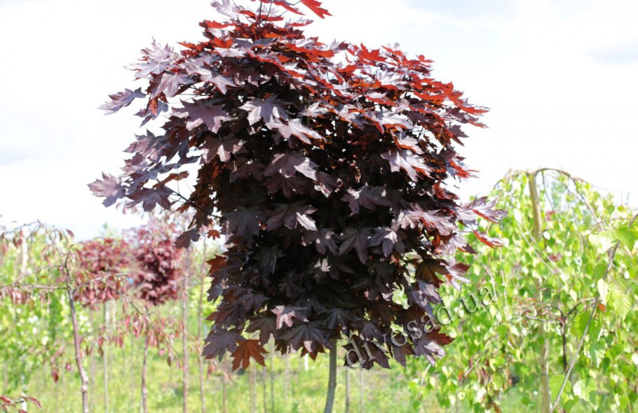 Скумпия Кожевенная Роял Пурпл