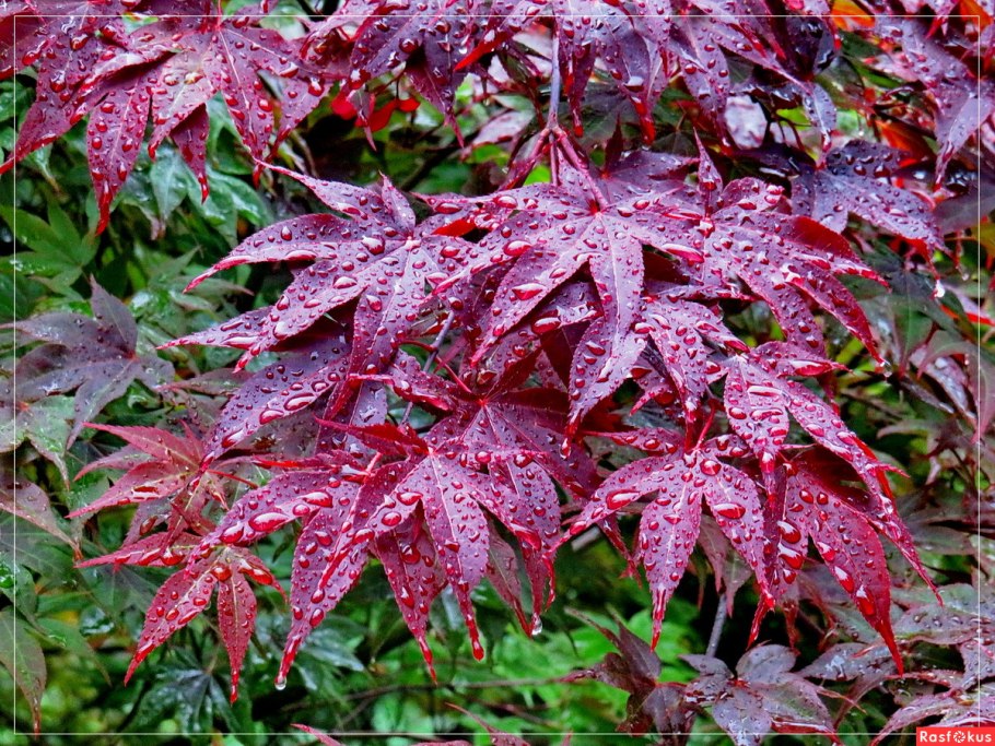 Клен дланевидный Atropurpureum