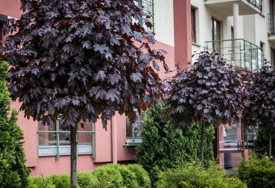 Клен красный Гиннала