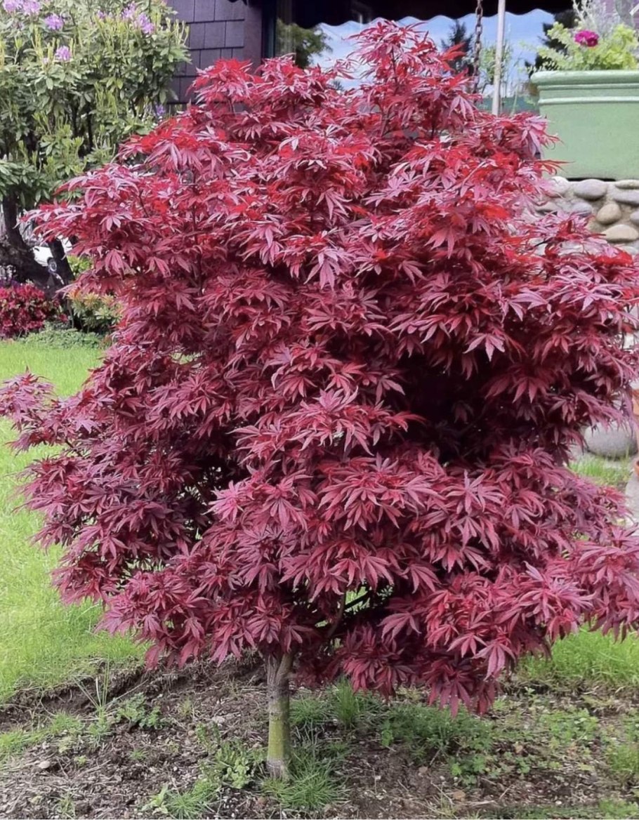 Клен пальмолистный Атропурпуреум (Acer palmatum Atropurpureum)