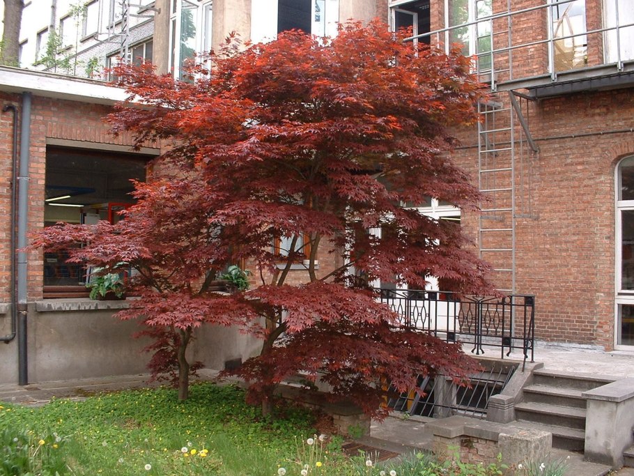 Клен веерный Atropurpureum