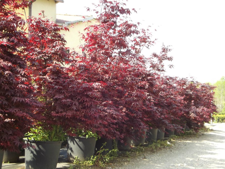 Клен веерный Тейлор