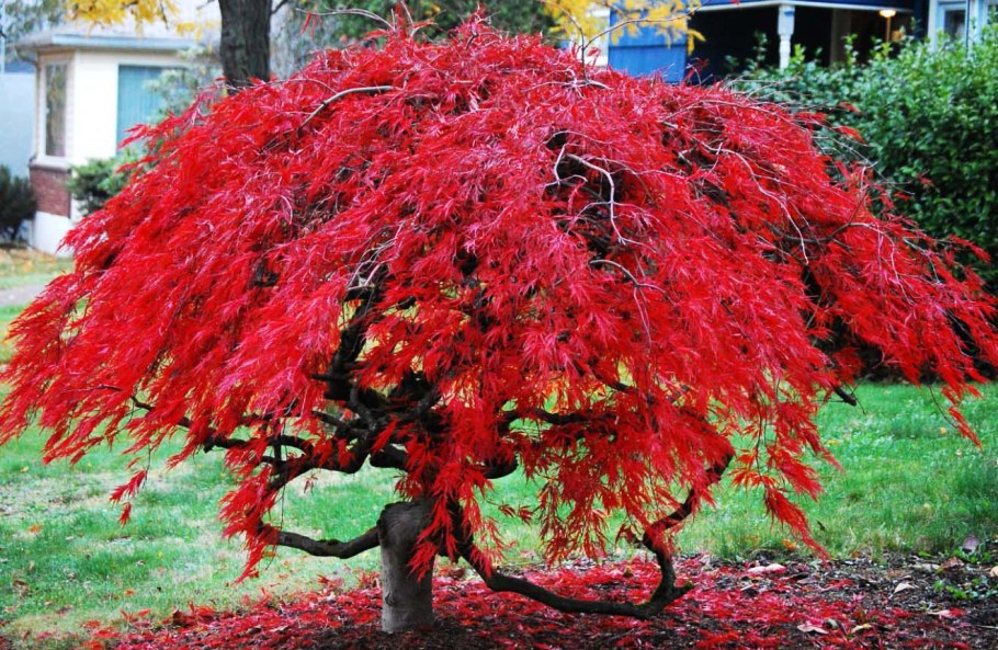 Клен Acer palmatum Atropurpureum