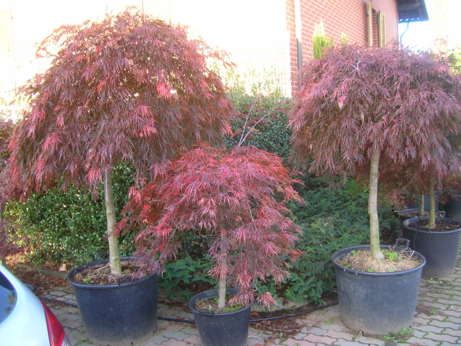 Клен остролистный Кримсон Кинг