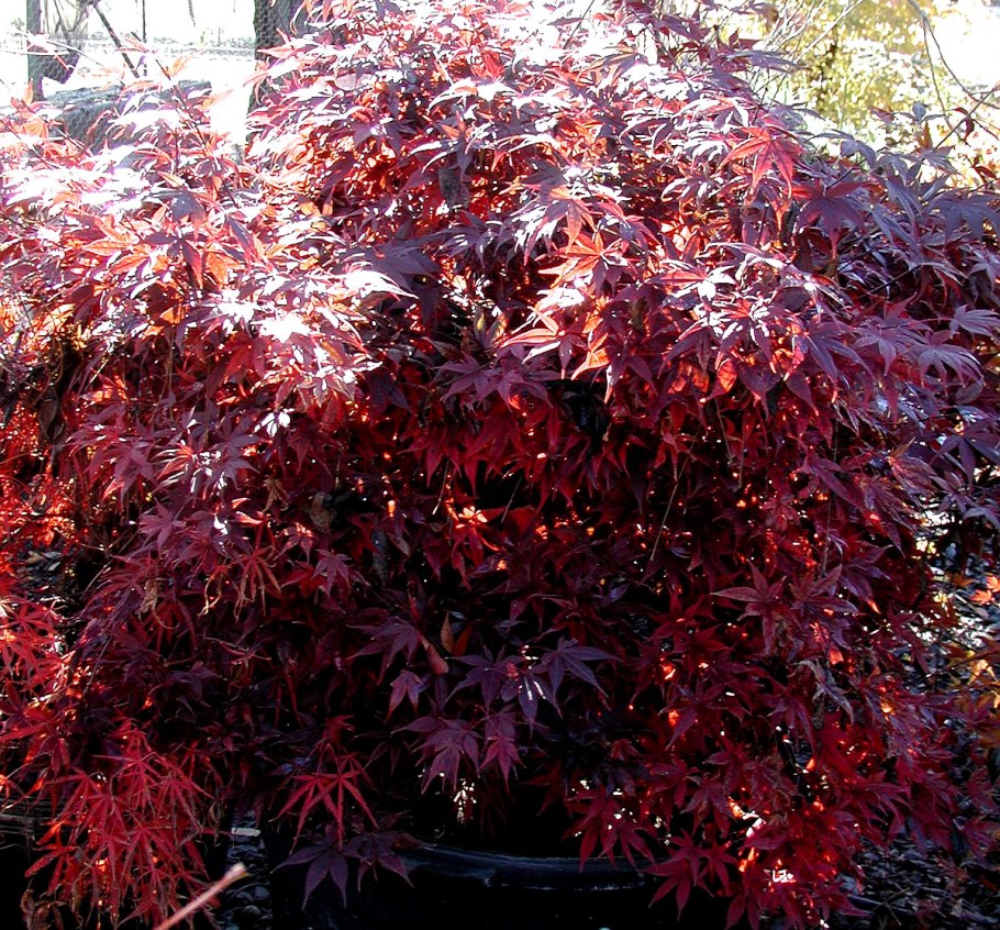 Клен остролистный Роял ред