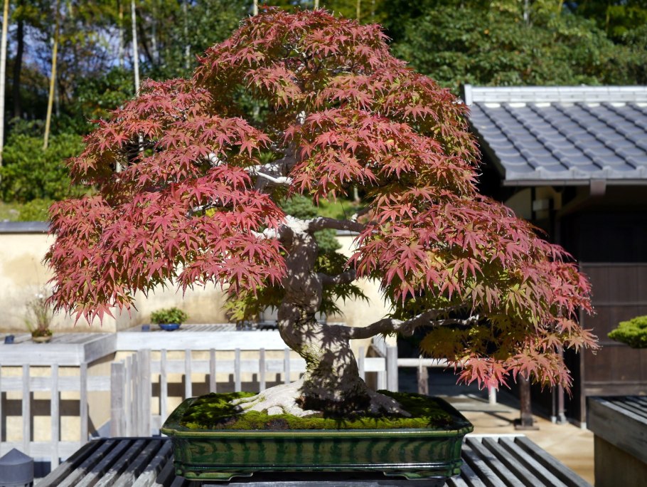 Acer platanoides 'Royal Red'