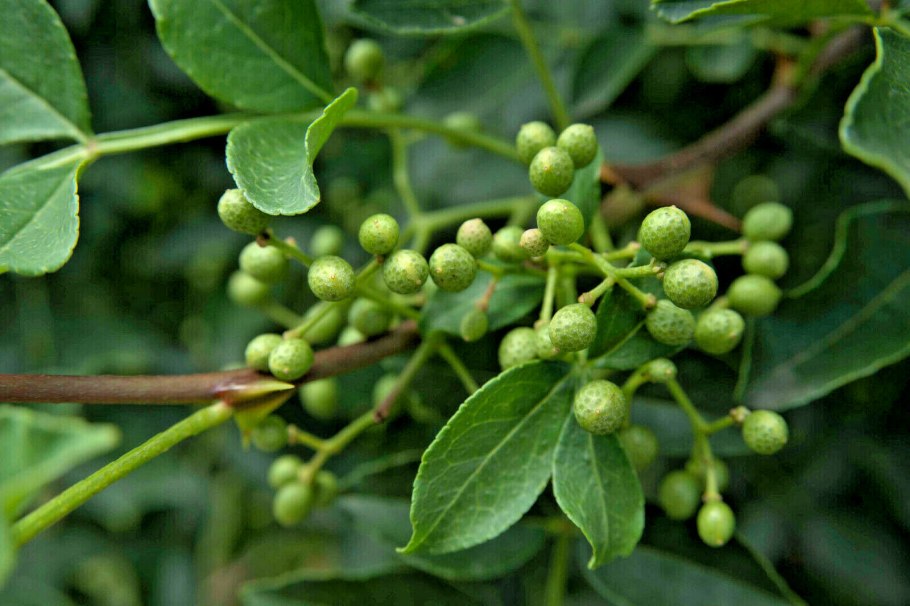 Зантоксилум (Zanthoxylum piperitum)