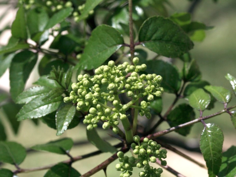 Зантоксилум фагара