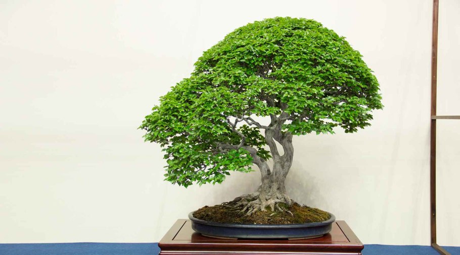 Зантоксилум перечный