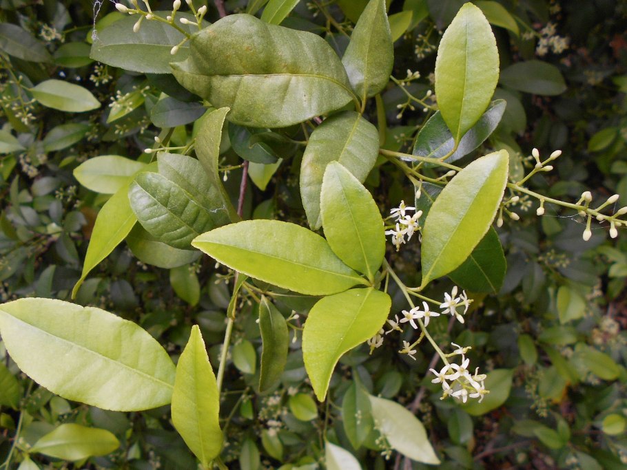 Мирт мелколистный