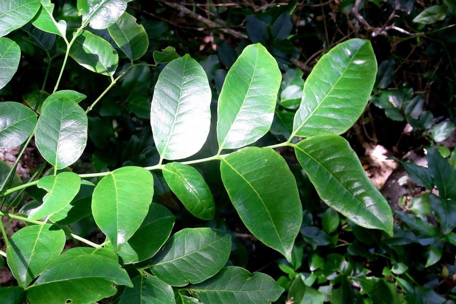 Zanthoxylum schinifolium