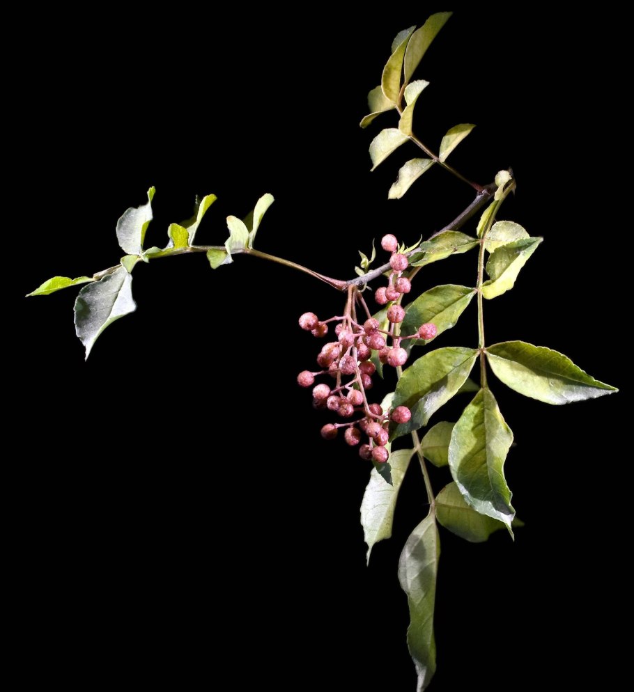 Зантоксилум перечный цветение фото